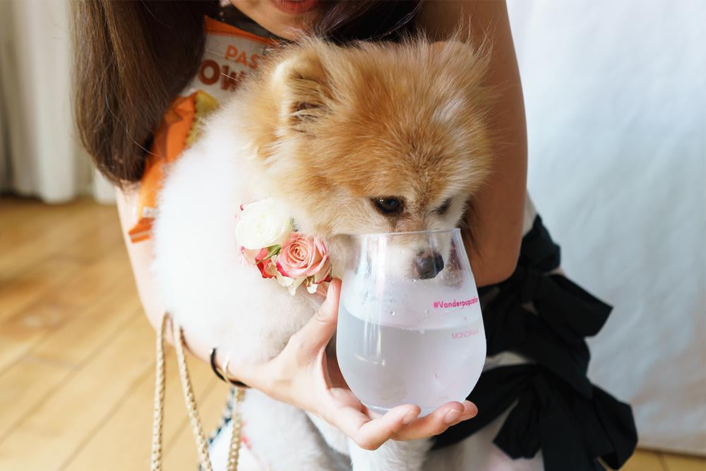 Events-TOSSWARE x #VANDERPUPCATION-TOSSWARE